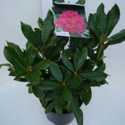 Rhododendron (Rhododendron 'Nova Zembla') -Essentie Groen Verkoop nova zembla c5 zij