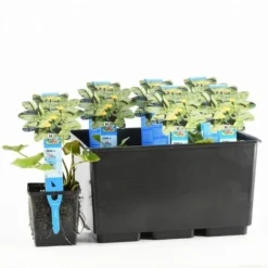 Gele Plomp (Nuphar Lutea) -Essentie Groen Verkoop nuphar lutea 20170630103032