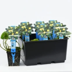 Gele Plomp (Nuphar Lutea) -Essentie Groen Verkoop nuphar lutea variegata 20180404193138