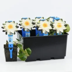 Waterlelie (Nymphaea 'Alba') -Essentie Groen Verkoop nymphaea alba 20180404185113