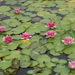 Waterlelie (Nymphaea 'Attraction') -Essentie Groen Verkoop nymphaea attraction 3