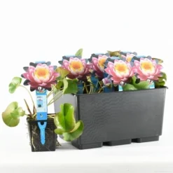 Waterlelie Fabiola (Nymphea 'Fabiola') -Essentie Groen Verkoop nymphaea fabiola 20170629101935