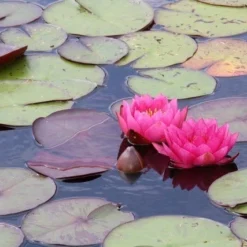 Waterlelie (Nymphaea 'James Brydon') -Essentie Groen Verkoop nymphaea james brydon 1