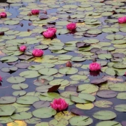 Waterlelie (Nymphaea 'James Brydon') -Essentie Groen Verkoop nymphaea james brydon 2