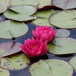 Waterlelie (Nymphaea 'James Brydon') -Essentie Groen Verkoop nymphaea james brydon 3