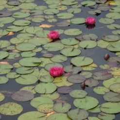 Waterlelie (Nymphaea 'James Brydon') -Essentie Groen Verkoop nymphaea james brydon 5