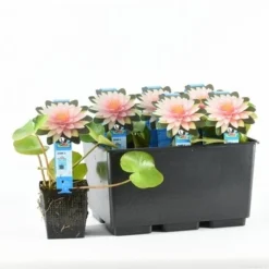 Waterlelie (Nymphaea 'Madame Wilfron Gonnere') -Essentie Groen Verkoop nymphaea m d wilfron gonnere 20170629102658