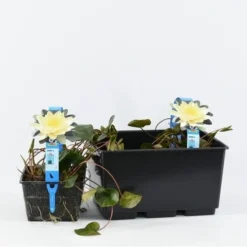 Waterlelie (Nymphaea 'Marliacea Chromatella') -Essentie Groen Verkoop nymphaea marl. chromatella 3l. 20180409115712