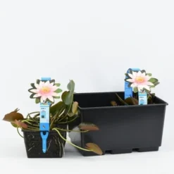 Waterlelie (Nymphaea 'Marliacea Carnea') -Essentie Groen Verkoop nymphaea marliacea carnea 3l 20180409120016