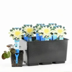 Waterlelie (Nymphaea 'Pygmaea Helvola') -Essentie Groen Verkoop nymphaea pygmaea helvola 20170630103528