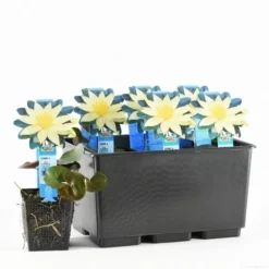 Waterlelie (Nymphaea 'Sulphurea') -Essentie Groen Verkoop nymphaea sulphurea 20170630103836