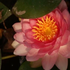 Waterlelie Fabiola (Nymphea 'Fabiola') -Essentie Groen Verkoop nymphea fabiola aqua sifra 4 65 1