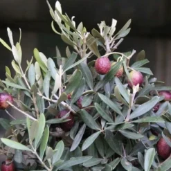 Olijf Als Struik (Olea Europaea) -Essentie Groen Verkoop olea europaea 1 1