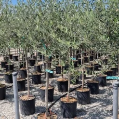 Olijf Als Halfstam (Olea Europaea 'leccino') -Essentie Groen Verkoop olea europaea leccino halfstam 2