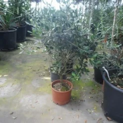 Olijf Als Struik (Olea Europaea) -Essentie Groen Verkoop olea europaea struikvorm 60 80 c10