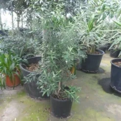 Olijf Als Struik (Olea Europaea) -Essentie Groen Verkoop olea europaea struikvorm 80 100 c20