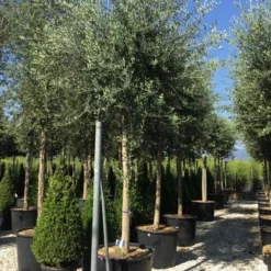 Olijfboom (Olea Europaea ) -Essentie Groen Verkoop olea europea 25 30