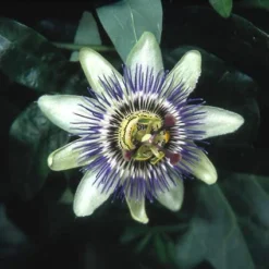 Passiebloem (Passiflora Caerulea) -Essentie Groen Verkoop pacaerul 6 1