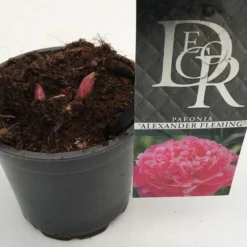 Pioenroos (Paeonia Dr. 'Alexander Fleming') -Essentie Groen Verkoop paeonia alexander fleming p12 2