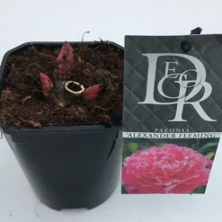 Pioenroos (Paeonia Dr. 'Alexander Fleming') -Essentie Groen Verkoop paeonia alexander fleming v1