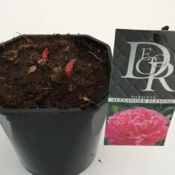 Pioenroos (Paeonia Dr. 'Alexander Fleming') -Essentie Groen Verkoop paeonia alexander fleming v2 2