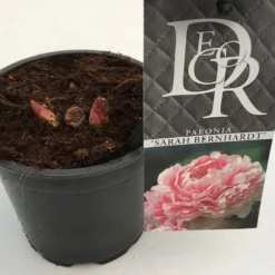 Pioenroos (Paeonia 'Sarah Bernhardt') -Essentie Groen Verkoop paeonia sarah berhardt p12