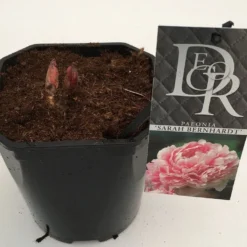Pioenroos (Paeonia 'Sarah Bernhardt') -Essentie Groen Verkoop paeonia sarah berhardt v2 1