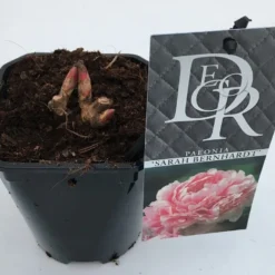 Pioenroos (Paeonia 'Sarah Bernhardt') -Essentie Groen Verkoop paeonia sarah bernhardt v1