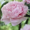Pioenroos (Paeonia 'Sarah Bernhardt') -Essentie Groen Verkoop paeonia sarah bernhardt 2