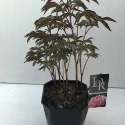 Pioenroos (Paeonia 'Sarah Bernhardt') -Essentie Groen Verkoop paeonia sarah bernhardt v5 2