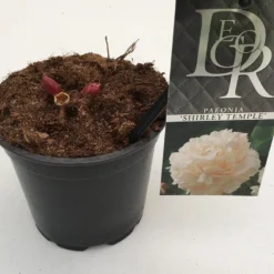 Pioenroos (Paeonia Lactiflora 'Shirley Temple') -Essentie Groen Verkoop paeonia shirley temple p12