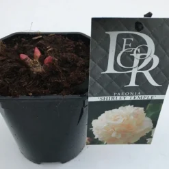 Pioenroos (Paeonia Lactiflora 'Shirley Temple') -Essentie Groen Verkoop paeonia shirley temple v1