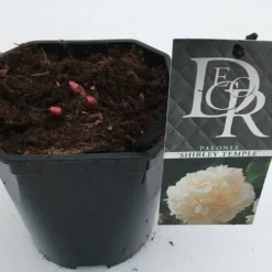 Pioenroos (Paeonia Lactiflora 'Shirley Temple') -Essentie Groen Verkoop paeonia shirley temple v2