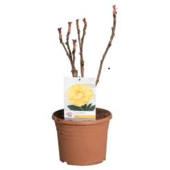 Gele Boompioen (Paeonia Suffruticosa) -Essentie Groen Verkoop paeonia suff. geel c5 2