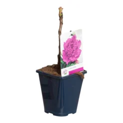 Paarse Boompioen (Paeonia Suffruticosa) -Essentie Groen Verkoop paeonia suff. paars p11 2