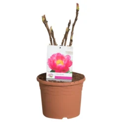 Roze Boompioen (Paeonia Suffruticosa) -Essentie Groen Verkoop paeonia suff. roze c5 2