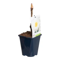 Witte Boompioen (Paeonia Suffruticosa) -Essentie Groen Verkoop paeonia suff. wit p11 2