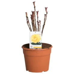 Gele Boompioen (Paeonia Suffruticosa) -Essentie Groen Verkoop paeonia suffruticosa geel c12 2