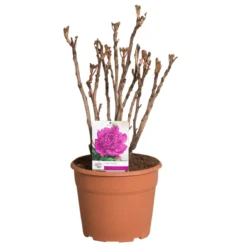 Paarse Boompioen (Paeonia Suffruticosa) -Essentie Groen Verkoop paeonia suffruticosa paars c12 2