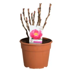 Roze Boompioen (Paeonia Suffruticosa) -Essentie Groen Verkoop paeonia suffruticosa roze c12 2