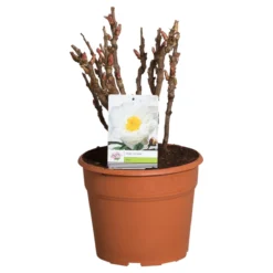 Witte Boompioen (Paeonia Suffruticosa) -Essentie Groen Verkoop paeonia suffruticosa wit c12 2