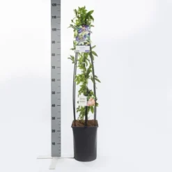 Passiebloem (Passiflora Caerulea) -Essentie Groen Verkoop passiflora caerulea1.00 1.25