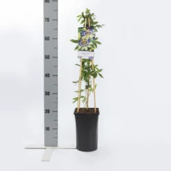 Passiebloem (Passiflora Caerulea) -Essentie Groen Verkoop passiflora caerulea 1