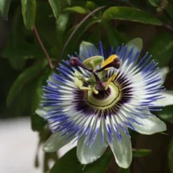 Passiebloem (Passiflora Caerulea) -Essentie Groen Verkoop passiflora caerulea 16 1
