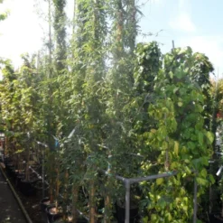 Passiebloem (Passiflora Caerulea) -Essentie Groen Verkoop passiflora caerulea 300 400 c25 1