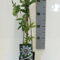 Passiebloem (Passiflora Caerulea) -Essentie Groen Verkoop passiflora caerulea 50 60 c2 1 1