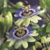 Passiebloem (Passiflora Caerulea) -Essentie Groen Verkoop passiflora caerulea 2