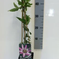 Passiebloem (Passiflora 'Victoria') -Essentie Groen Verkoop passiflora victoria 50 60 c2 1