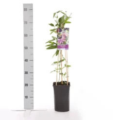 Passiebloem (Passiflora 'Victoria') -Essentie Groen Verkoop passiflora victoria 1