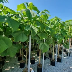 Anna Paulownaboom (Paulownia Fortunei 'Fast Blue')